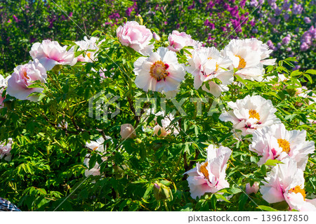 Peony bud flowers bloom in garden. Floral background. Beautiful pink Tree Peonies. Yellow Stamens: Detailed Close-up of Paeonia Rockii Flower in Bloom Peony bud flowers bloom in garden. Floral background. Beautiful pink Tree Peonies. Yellow Stamens: Detailed Close-up of Paeonia Rockii Flower in Bloom 139617850