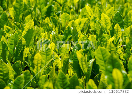 在清晨的陽光下，嫩嫩的茶葉閃閃發光 139617882