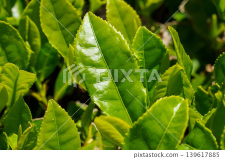 Young tea leaves shining in the morning sun Young tea leaves shining in the morning sun 139617885