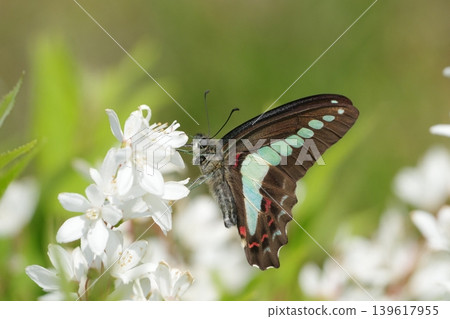 Aosujiageha hanging on a white flower Aosujiageha hanging on a white flower 139617955