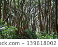 Evergreen broadleaf tree 139618002