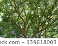 Evergreen broadleaf tree 139618003