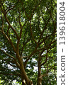 Evergreen broadleaf tree 139618004