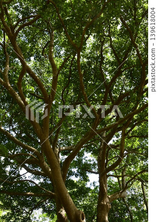 Evergreen broadleaf tree Evergreen broadleaf tree 139618004