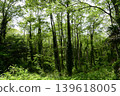 Evergreen natural forest 139618005