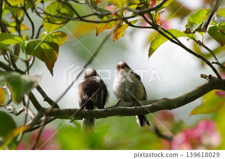 Two long-tailed tits perched on a branch Two long-tailed tits perched on a branch 139618029