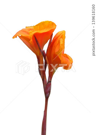 Orange canna lily flowers Orange canna lily flowers 139618160