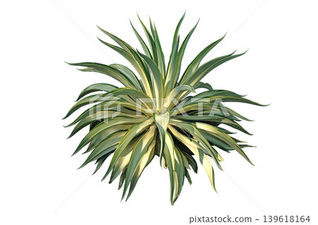 Agave desmettiana 'Variegata' Variegated Smooth Agave Plant Agave desmettiana 'Variegata' Variegated Smooth Agave Plant 139618164
