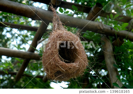 Little weavers or Babui bird's nest made Little weavers or Babui bird's nest made 139618165