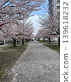 Cherry blossom trees and promenade in spring 139618232