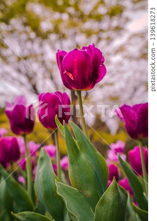 Purple tulips blooming in the spring sunshine Purple tulips blooming in the spring sunshine 139618273