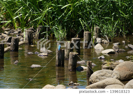 A kingfisher resting on a rock in the river. A kingfisher resting on a rock in the river. 139618323