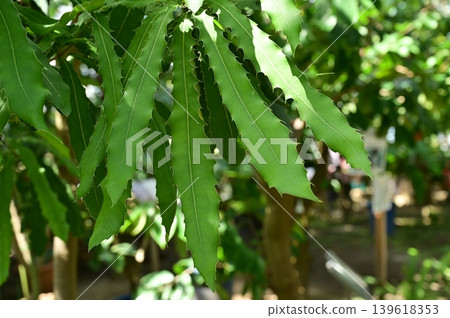 澳洲堅果(山龍眼科),澳洲堅果屬植物的葉子 澳洲堅果(山龍眼科),澳洲堅果屬植物的葉子 139618353