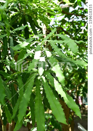 澳洲堅果（山龍眼科），澳洲堅果屬植物的葉子 139618355