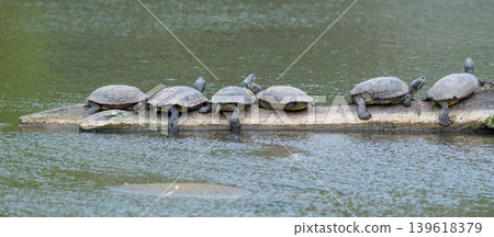 Turtles Resting on Log in Pond Turtles Resting on Log in Pond 139618379