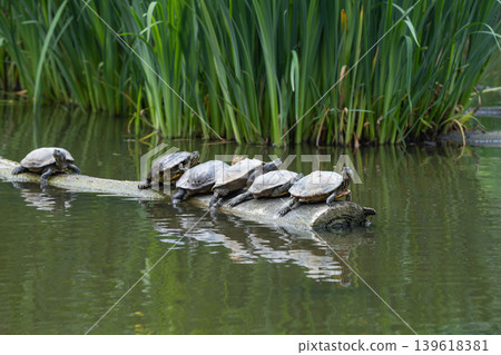 Turtles Resting on Log in Pond Turtles Resting on Log in Pond 139618381