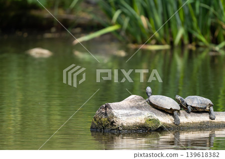 Turtles Resting on Log in Pond Turtles Resting on Log in Pond 139618382