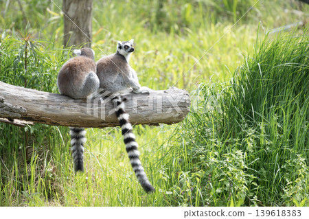 Ring Tailed Lemurs Sitting on Log Ring Tailed Lemurs Sitting on Log 139618383