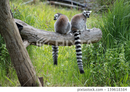 Ring Tailed Lemurs Sitting on Log Ring Tailed Lemurs Sitting on Log 139618384