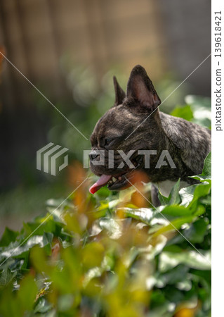 法國鬥牛犬 法國鬥牛犬 139618421