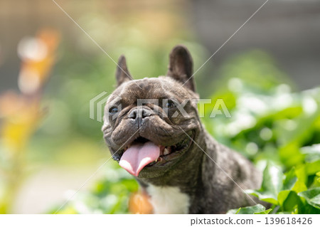 法國鬥牛犬 法國鬥牛犬 139618426