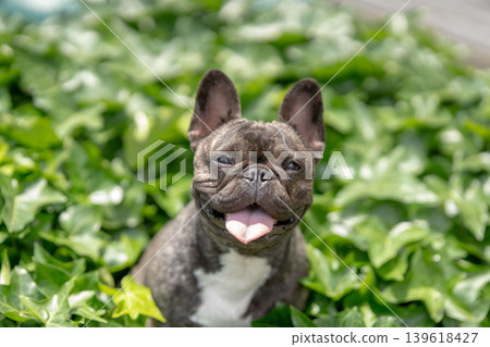 法國鬥牛犬 139618427