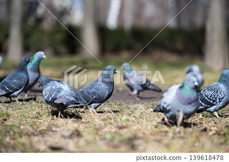A group of common rock doves or feral pigeons (Columba livia) gathering on a grassy lawn in a city park. A group of common rock doves or feral pigeons (Columba livia) gathering on a grassy lawn in a city park. 139618478
