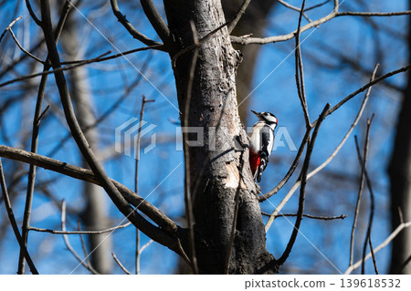 Great spotted woodpecker sitting on a bark of a tree against a blue sky. Female Great Spotted Woodpecker (Dendrocopos major) on a tree trunk in a spring forest. Great spotted woodpecker sitting on a bark of a tree against a blue sky. Female Great Spotted Woodpecker (Dendrocopos major) on a tree trunk in a spring forest. 139618532