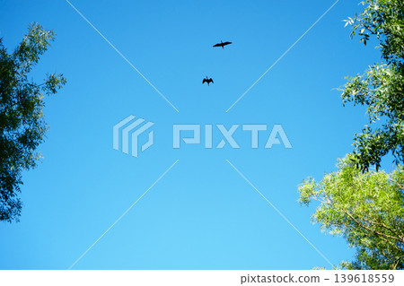 Black ibis in full flight. They are wading birds with long necks and long, downward-curved beaks Black ibis in full flight. They are wading birds with long necks and long, downward-curved beaks 139618559