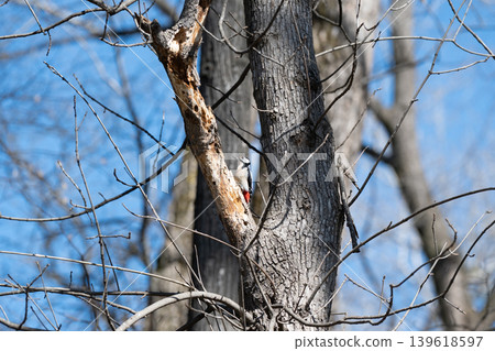 Great spotted woodpecker sitting on a bark of a tree against a blue sky. Great spotted woodpecker sitting on a bark of a tree against a blue sky. 139618597