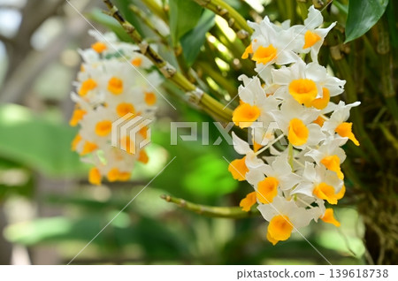 矽花石斛（蘭科），石斛屬 139618738