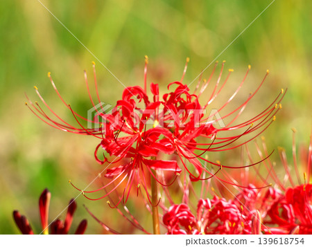red spider lily red spider lily 139618754