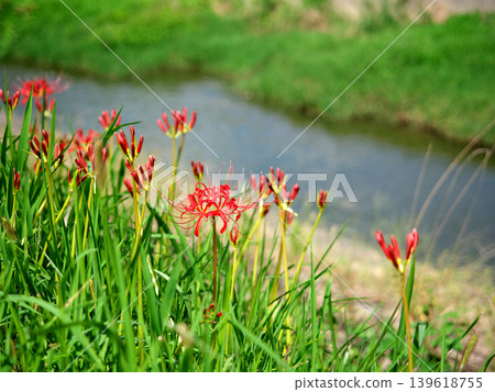 A cluster amaryllis along the river A cluster amaryllis along the river 139618755