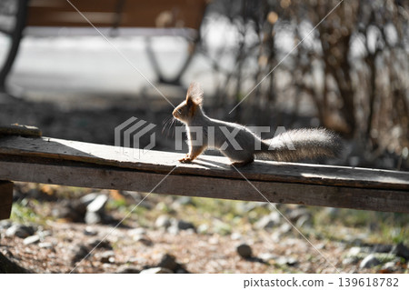 Portrait of a squirrel in the backlight of sunset Portrait of a squirrel in the backlight of sunset 139618782