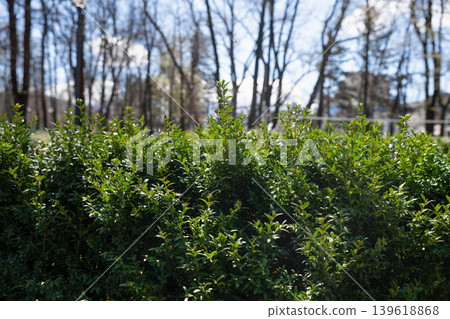 Fresh morning sunlight on a green garden hedge with blurred forest background. Lush green boxwood hedge in a sunny spring park. Fresh morning sunlight on a green garden hedge with blurred forest background. Lush green boxwood hedge in a sunny spring park. 139618868