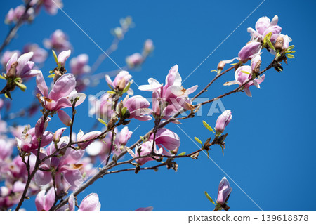 Pink magnolia flowers on a branch against a clear vibrant blue sky. Spring nature background. Beautiful magnolia blossoms swaying in the wind on a sunny spring day. Low angle view. Pink magnolia flowers on a branch against a clear vibrant blue sky. Spring nature background. Beautiful magnolia blossoms swaying in the wind on a sunny spring day. Low angle view. 139618878
