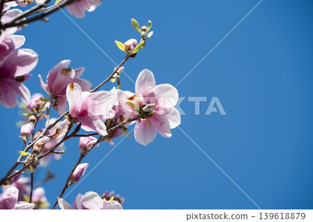Pink magnolia flowers on a branch with large copy space on a clear blue sky background. Gentle spring breeze swaying magnolia flowers under a bright sunny sky. Pink magnolia flowers on a branch with large copy space on a clear blue sky background. Gentle spring breeze swaying magnolia flowers under a bright sunny sky. 139618879