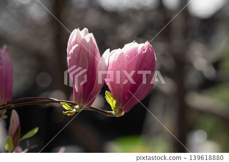 Romantic pink magnolia blossoms in soft morning sunlight with bokeh background. Two pink magnolia buds blooming on a branch in spring garden. Romantic pink magnolia blossoms in soft morning sunlight with bokeh background. Two pink magnolia buds blooming on a branch in spring garden. 139618880