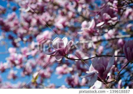 Stunning pink magnolia flower in full bloom. Spring nature awakening. Spring breeze gently swaying a blooming magnolia tree. Soft bokeh and sunny daylight. Stunning pink magnolia flower in full bloom. Spring nature awakening. Spring breeze gently swaying a blooming magnolia tree. Soft bokeh and sunny daylight. 139618887