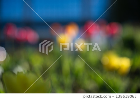 Abstract spring background with blurred red and yellow flowers. Out of focus floral landscape with bright colors and copy space. Abstract spring background with blurred red and yellow flowers. Out of focus floral landscape with bright colors and copy space. 139619065