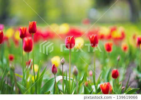 Beautiful red and yellow tulips blooming in a spring garden field, vibrant floral background with soft selective focus. 139619066