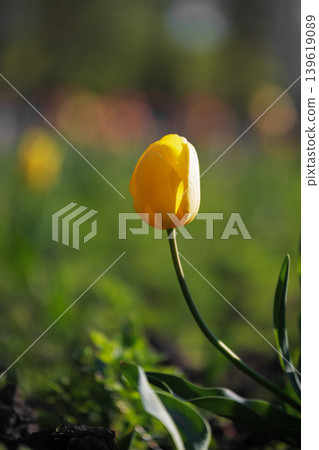 Lone yellow tulip blooming in a spring garden with soft bokeh background.   A single yellow tulip elegantly curved toward the sun. 139619089