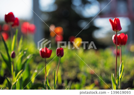 Red tulips blooming in a sunny city park with beautiful bokeh. Spring floral landscape with vibrant red tulips on long stems. Red tulips blooming in a sunny city park with beautiful bokeh. Spring floral landscape with vibrant red tulips on long stems. 139619093