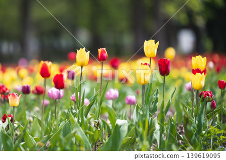 Scenic floral landscape featuring a variety of tulips in a green field. Vibrant red and yellow tulips blooming in a sunny city park. Scenic floral landscape featuring a variety of tulips in a green field. Vibrant red and yellow tulips blooming in a sunny city park. 139619095