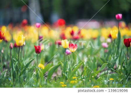 Scenic spring landscape featuring a variety of colorful tulips in a green field. 139619096