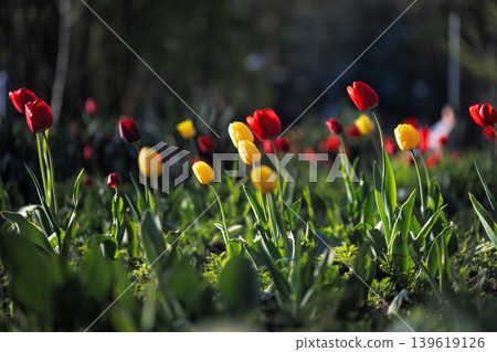 Vibrant red and yellow tulips blooming in a sunny park with dark background. Spring flower bed with colorful tulips in soft evening light. Vibrant red and yellow tulips blooming in a sunny park with dark background. Spring flower bed with colorful tulips in soft evening light. 139619126