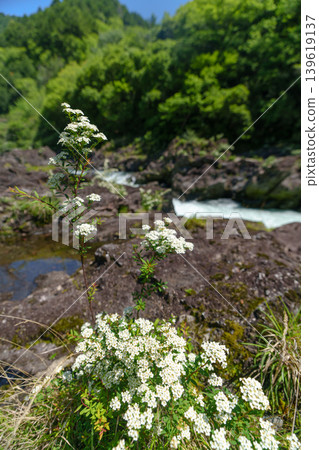 高知縣湯原町八重藤溪畔盛開的繡線菊 高知縣湯原町八重藤溪畔盛開的繡線菊 139619137