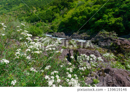 高知縣湯原町八重藤溪畔盛開的繡線菊 高知縣湯原町八重藤溪畔盛開的繡線菊 139619146