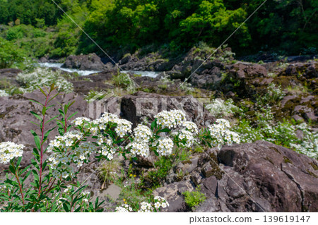 Spiraea flowers blooming along the Yaotodoro stream in Yusuhara Town, Kochi Prefecture Spiraea flowers blooming along the Yaotodoro stream in Yusuhara Town, Kochi Prefecture 139619147