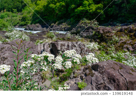 Spiraea flowers blooming along the Yaotodoro stream in Yusuhara Town, Kochi Prefecture 139619148